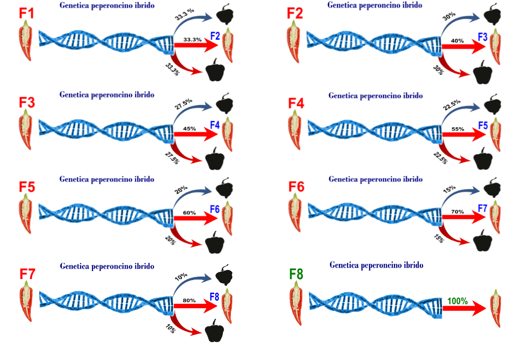 Genetica peperoncini ibridi